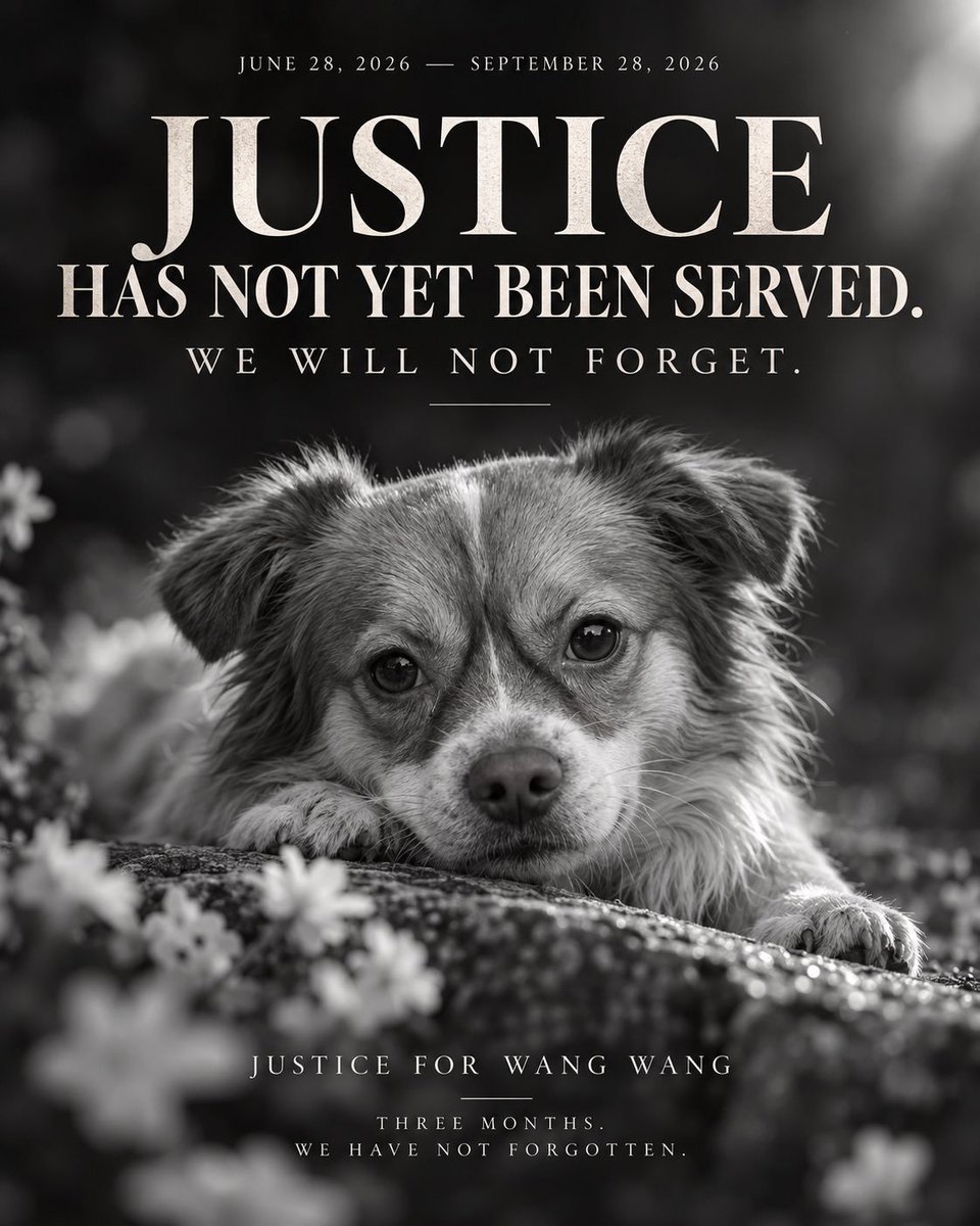weng_ya34966's tweet photo. 🕯🙏🐶🐾今天是旺旺離去滿3個月

人類不是地球唯一的主人。

弱小的生命，同樣值得被溫柔守護。

#為旺旺伸張正義

#禁止虐待動物

#抵制中國旅遊

#要求中國制定動物保護法 https://t.co/jcQVHXWN2V