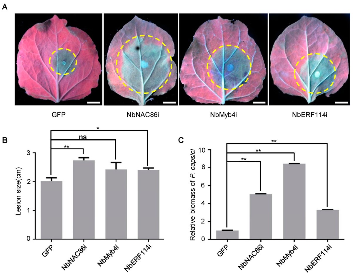 JoF_MDPI's tweet photo. 🌱 How does Phytophthora sojae manipulate plant immunity?

A study in the Journal of Fungi investigates the effector PsAvh113, identifying 1769 differentially expressed genes and highlighting the transcription factors NbNAC86, NbMyb4 &amp; NbERF114.

https://t.co/SYQrfPOmXx

#JoF https://t.co/bxQrnoCD0N