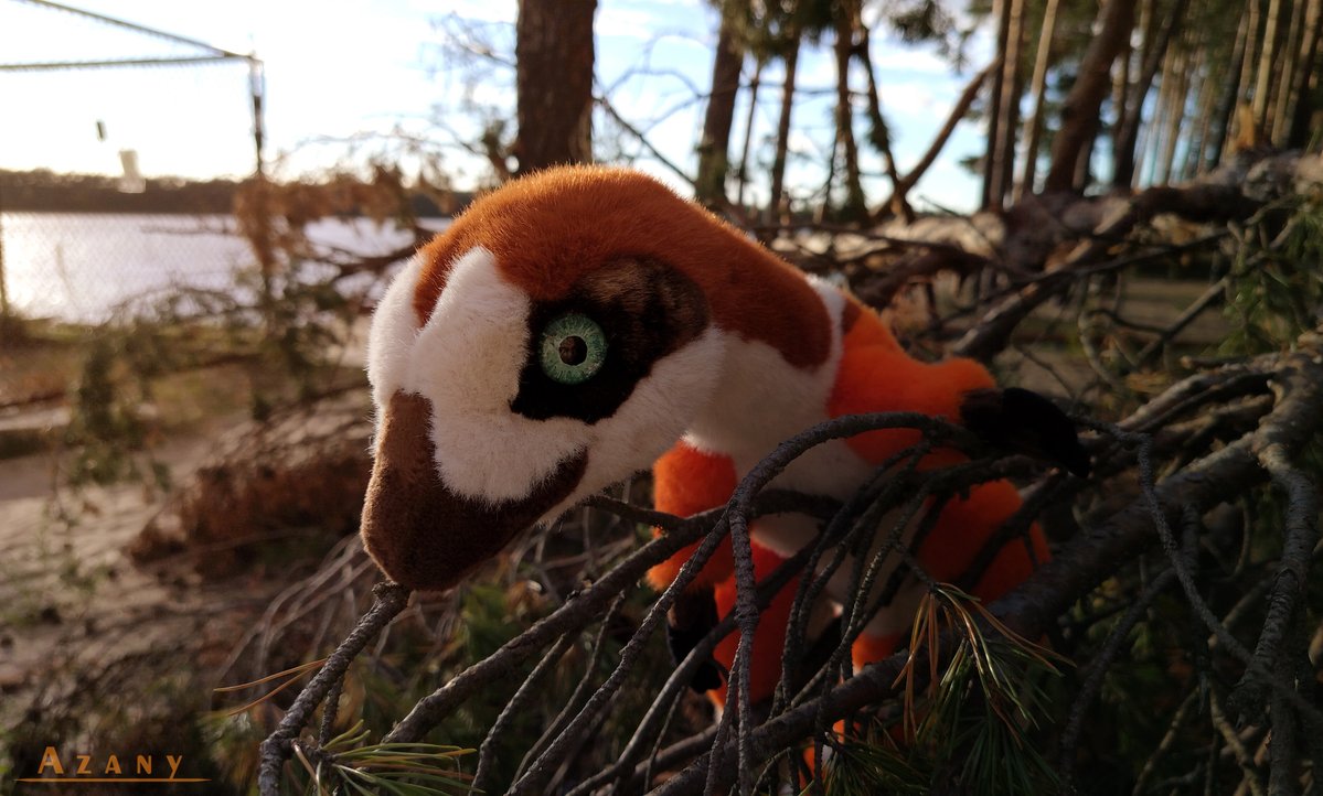 Azany_artist's tweet photo. ✨Meet Bisky the Sinosauropteryx! ✨
A handmade 1-meter-long plush toy I made using plush and faux fur. So fluffy and soft! https://t.co/xqofZbOv6q