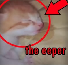 CatBlep's tweet photo. https://t.co/3jKMoQgm2v