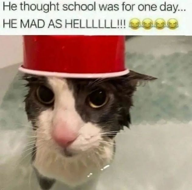 CatBlep's tweet photo. https://t.co/xg1YqzAM7U