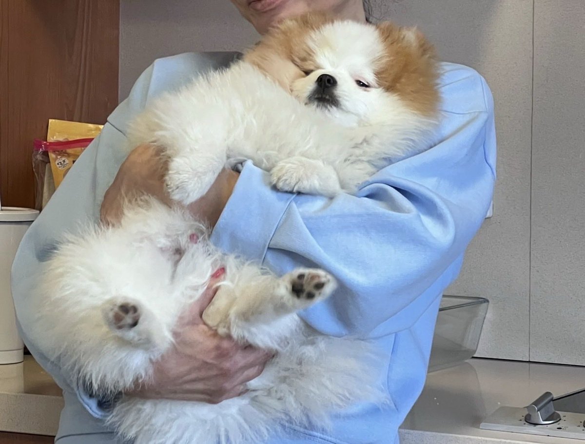 BenThePomPom's tweet photo. #mood https://t.co/VW4BTSMwsN