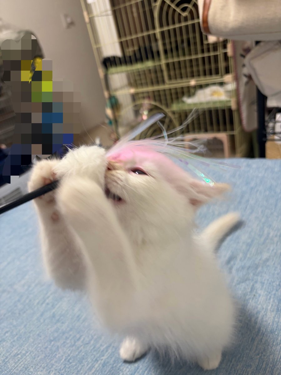 compas53's tweet photo. 猫必死でかわいい https://t.co/56v4VHrvS7