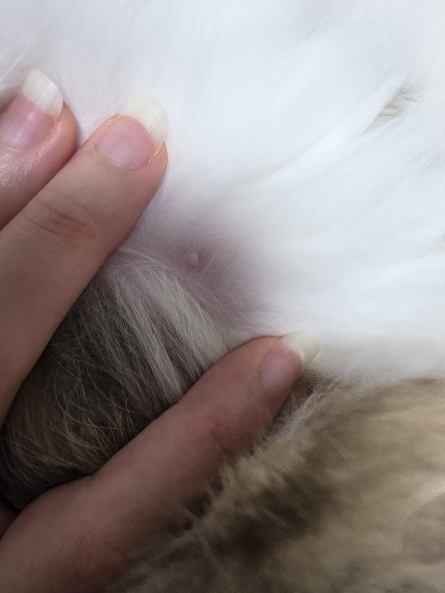 doremi__S2's tweet photo. 고양이 배 만지다가 뭐가 거슬려서 보니 젖 https://t.co/M0QzL4Og8G