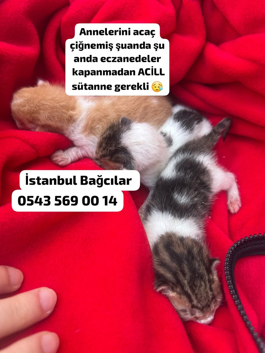 womanchildanima's tweet photo. 🚨 İMDAT! ÇOK ÇOK ACİL SÜT ANNE GEREKLİ! 🚨
#İSTANBUL ☎️ 0543 569 00 14

Birkaç günlük 3 minik bebek için acil süt anne. Annelerini araç çiğnemiş, kardeşlerinden biri de maalesef hayatını kaybetmiş.😥

bebekler sonrasında geri alınacak.

Bebekler biberon kabul etmiyor ve şu https://t.co/nYVxfyTLwV