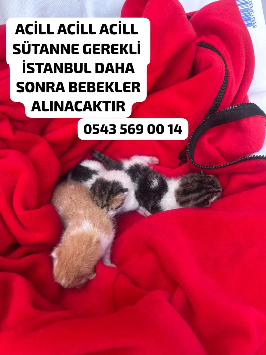 womanchildanima's tweet photo. 🚨 İMDAT! ÇOK ÇOK ACİL SÜT ANNE GEREKLİ! 🚨
#İSTANBUL ☎️ 0543 569 00 14

Birkaç günlük 3 minik bebek için acil süt anne. Annelerini araç çiğnemiş, kardeşlerinden biri de maalesef hayatını kaybetmiş.😥

bebekler sonrasında geri alınacak.

Bebekler biberon kabul etmiyor ve şu https://t.co/nYVxfyTLwV