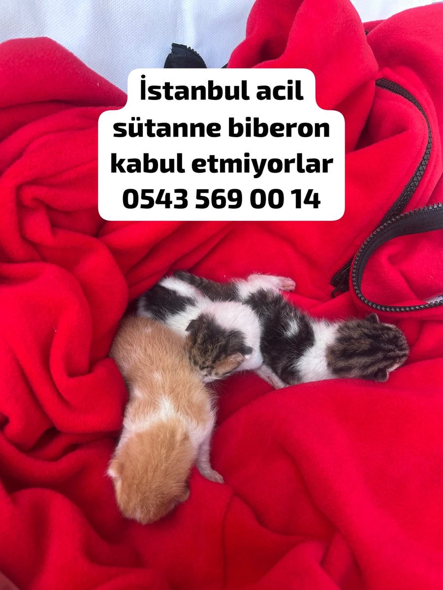 womanchildanima's tweet photo. 🚨 İMDAT! ÇOK ÇOK ACİL SÜT ANNE GEREKLİ! 🚨
#İSTANBUL ☎️ 0543 569 00 14

Birkaç günlük 3 minik bebek için acil süt anne. Annelerini araç çiğnemiş, kardeşlerinden biri de maalesef hayatını kaybetmiş.😥

bebekler sonrasında geri alınacak.

Bebekler biberon kabul etmiyor ve şu https://t.co/nYVxfyTLwV