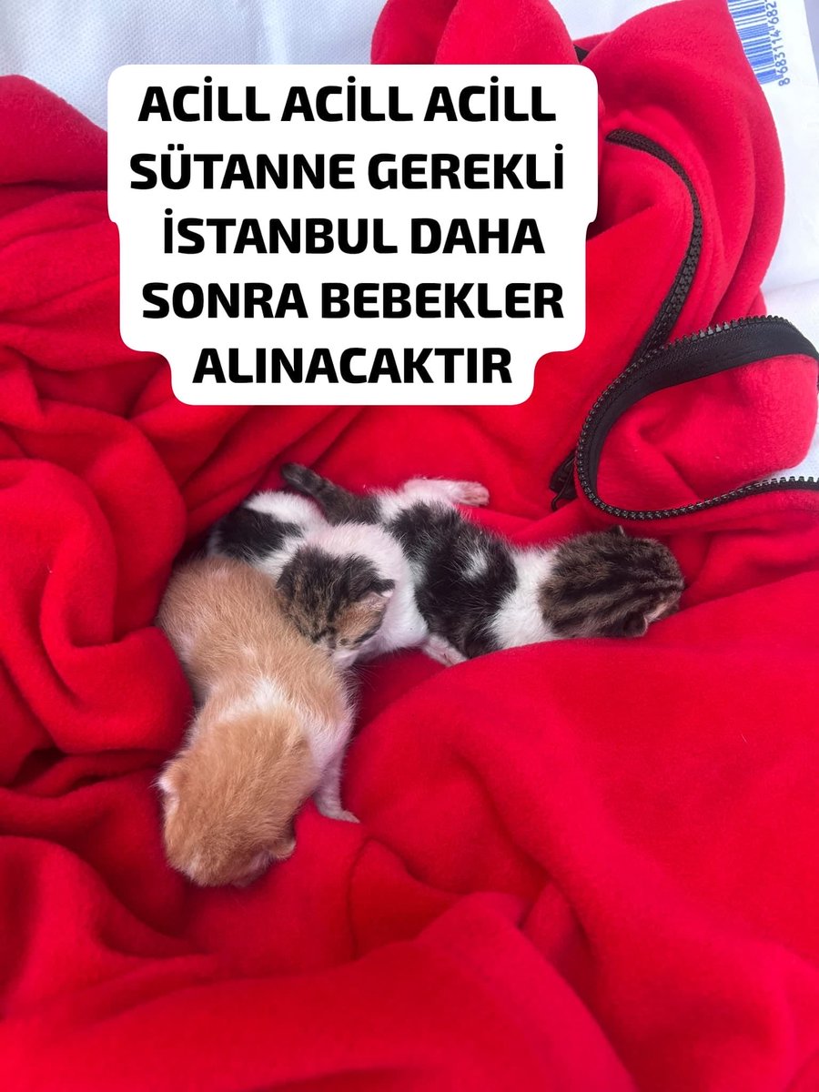 womanchildanima's tweet photo. 🚨 İMDAT! ÇOK ÇOK ACİL SÜT ANNE GEREKLİ! 🚨
#İSTANBUL ☎️ 0543 569 00 14

Birkaç günlük 3 minik bebek için acil süt anne. Annelerini araç çiğnemiş, kardeşlerinden biri de maalesef hayatını kaybetmiş.😥

bebekler sonrasında geri alınacak.

Bebekler biberon kabul etmiyor ve şu https://t.co/nYVxfyTLwV