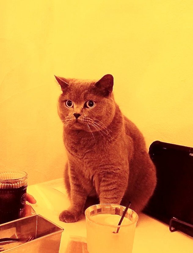 yukaaarituba's tweet photo. この前猫カフェ行った写真を、チャッピーに、ディズニーのキャラクター風にしてもらったら、めちゃくちゃ美化された😂❣️ https://t.co/U7NTBtqMxb