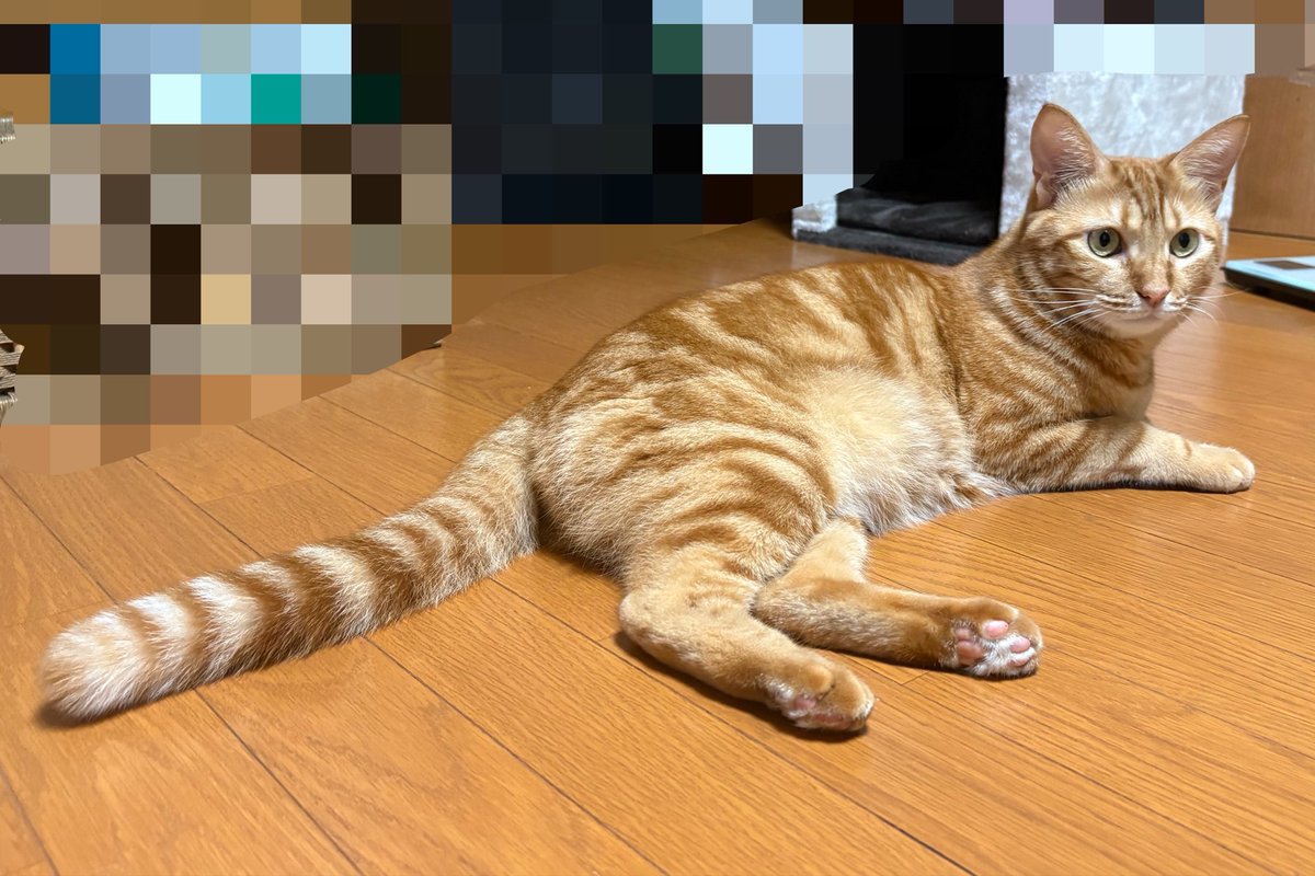 syakepipi's tweet photo. 立派なしっぽですね https://t.co/d6ySN1nc9p