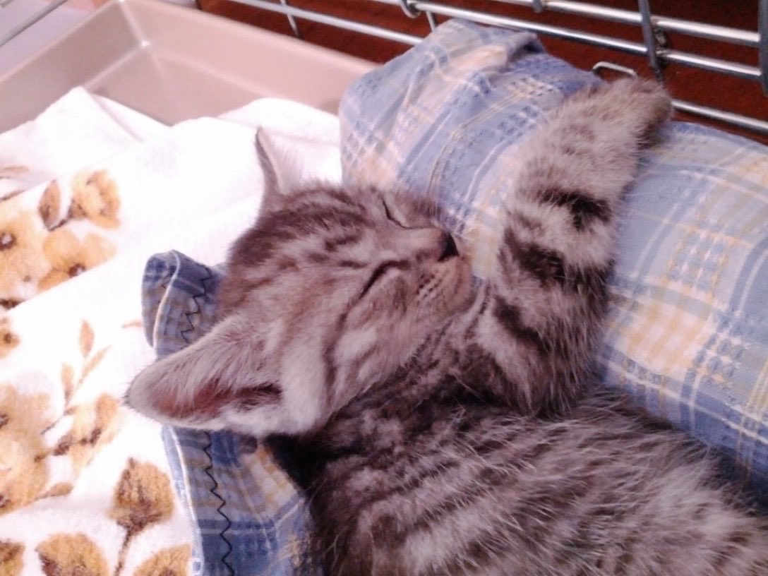 sekisyko's tweet photo. 12年前うちにやってきた翌日の猫です。つまり12年前の今日の猫
12年間ずっとワシの後ろを追ってくる容赦なき追跡者(chaser)…これからも足腰元気なうちは追うがよい https://t.co/zgpQRfz1Ol