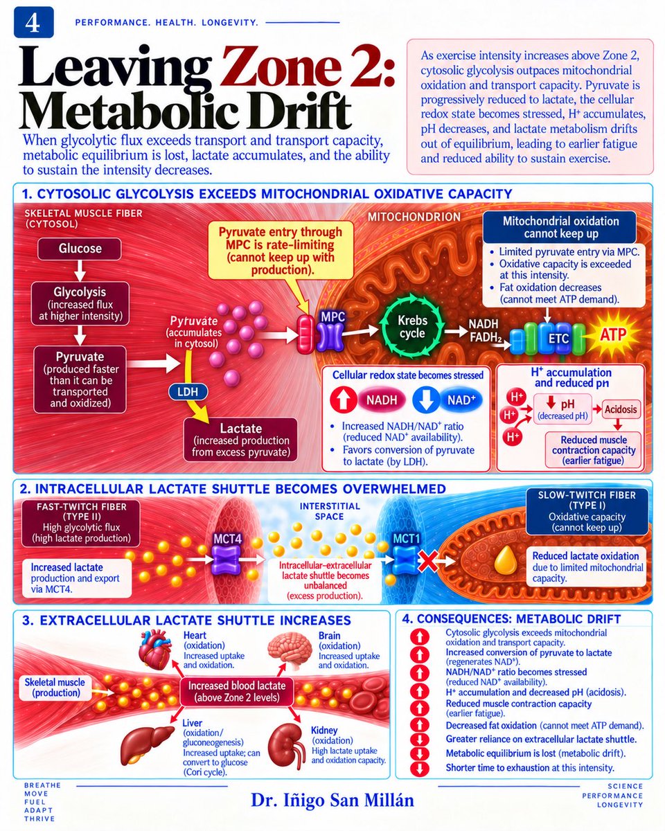doctorinigo's tweet photo. WHAT IS ZONE 2?

I would like to condense 30 years of work and research in muscle physiology, metabolism, and bioenergetics into how I understand and describe Zone 2 from a bioenergetic perspective.

I have explained these concepts many times over the years in podcasts, interviews, lectures and posts, but I have never tried to bring the entire metabolic story together visually.

So here it is: 30 years of work and research condensed into five slides, in an AI-produced carousel that I guided scientifically, concept by concept.

For me, Zone 2 is not simply a heart rate, power output, pace or lactate number…It is a METABOLIC STATE.

It is the intensity at which mitochondrial and bioenergetic demand is the highest, while the cell can still maintain METABOLIC EQUILIBRIUM. 

And when that equilibrium begins to break, we start moving away from Zone 2 and into what I describe as METABOLIC DRIFT

This carousel is my attempt to explain my vision of what Zone 2 represents at the biochemical and bioenergetic level. 

Identifying where your Zone 2 is can help targeting these cellular and mitochondrial adaptations. 

#zone2 #metabolicequilibrium #MetabolicDrift