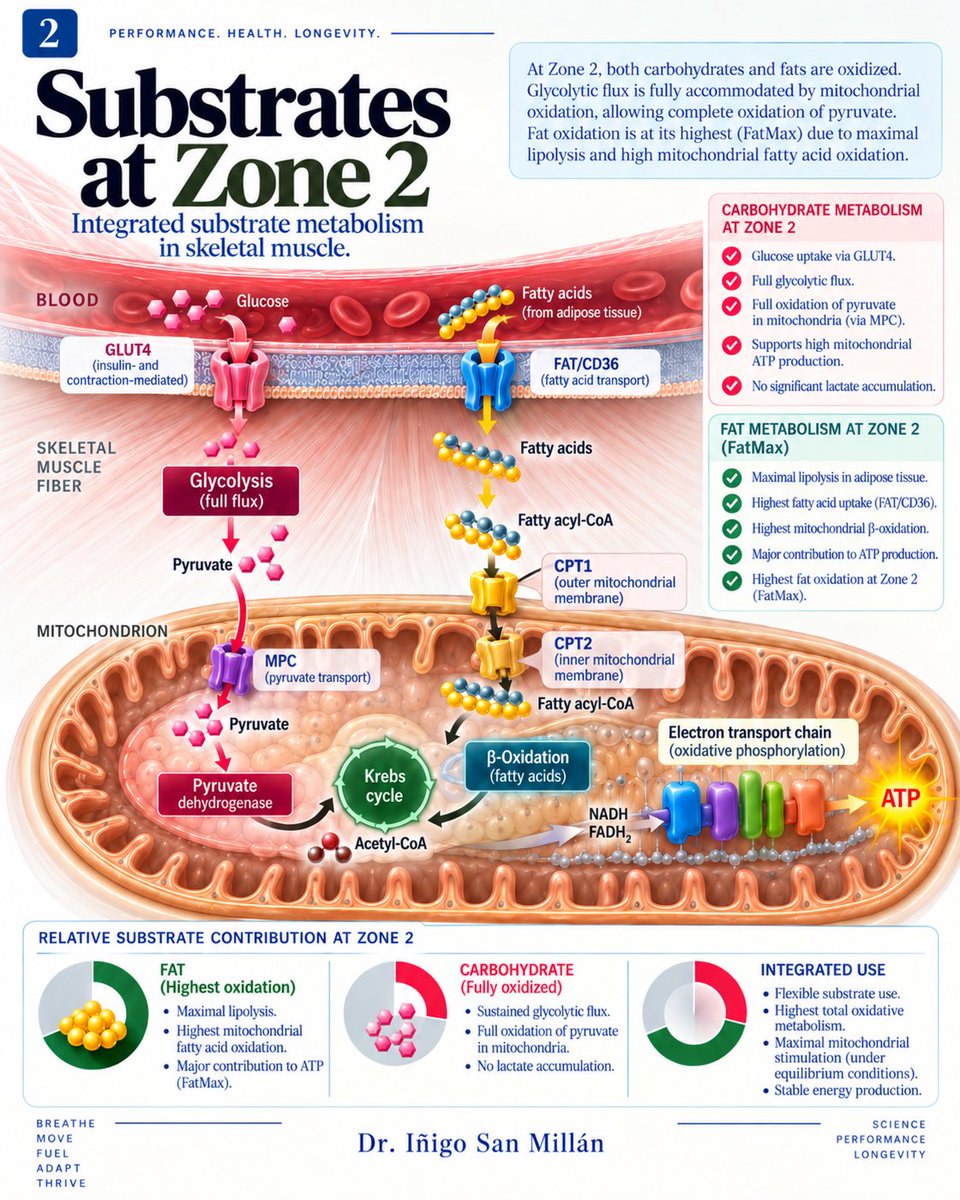 doctorinigo's tweet photo. WHAT IS ZONE 2?

I would like to condense 30 years of work and research in muscle physiology, metabolism, and bioenergetics into how I understand and describe Zone 2 from a bioenergetic perspective.

I have explained these concepts many times over the years in podcasts, interviews, lectures and posts, but I have never tried to bring the entire metabolic story together visually.

So here it is: 30 years of work and research condensed into five slides, in an AI-produced carousel that I guided scientifically, concept by concept.

For me, Zone 2 is not simply a heart rate, power output, pace or lactate number…It is a METABOLIC STATE.

It is the intensity at which mitochondrial and bioenergetic demand is the highest, while the cell can still maintain METABOLIC EQUILIBRIUM. 

And when that equilibrium begins to break, we start moving away from Zone 2 and into what I describe as METABOLIC DRIFT

This carousel is my attempt to explain my vision of what Zone 2 represents at the biochemical and bioenergetic level. 

Identifying where your Zone 2 is can help targeting these cellular and mitochondrial adaptations. 

#zone2 #metabolicequilibrium #MetabolicDrift