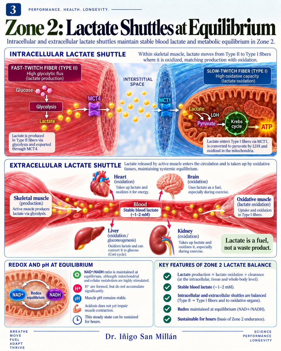 doctorinigo's tweet photo. WHAT IS ZONE 2?

I would like to condense 30 years of work and research in muscle physiology, metabolism, and bioenergetics into how I understand and describe Zone 2 from a bioenergetic perspective.

I have explained these concepts many times over the years in podcasts, interviews, lectures and posts, but I have never tried to bring the entire metabolic story together visually.

So here it is: 30 years of work and research condensed into five slides, in an AI-produced carousel that I guided scientifically, concept by concept.

For me, Zone 2 is not simply a heart rate, power output, pace or lactate number…It is a METABOLIC STATE.

It is the intensity at which mitochondrial and bioenergetic demand is the highest, while the cell can still maintain METABOLIC EQUILIBRIUM. 

And when that equilibrium begins to break, we start moving away from Zone 2 and into what I describe as METABOLIC DRIFT

This carousel is my attempt to explain my vision of what Zone 2 represents at the biochemical and bioenergetic level. 

Identifying where your Zone 2 is can help targeting these cellular and mitochondrial adaptations. 

#zone2 #metabolicequilibrium #MetabolicDrift