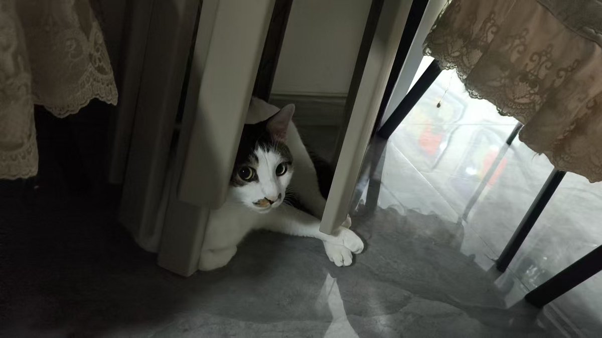 EphemeralB92641's tweet photo. 小狗猫之目光 https://t.co/0EOxUTFxkn