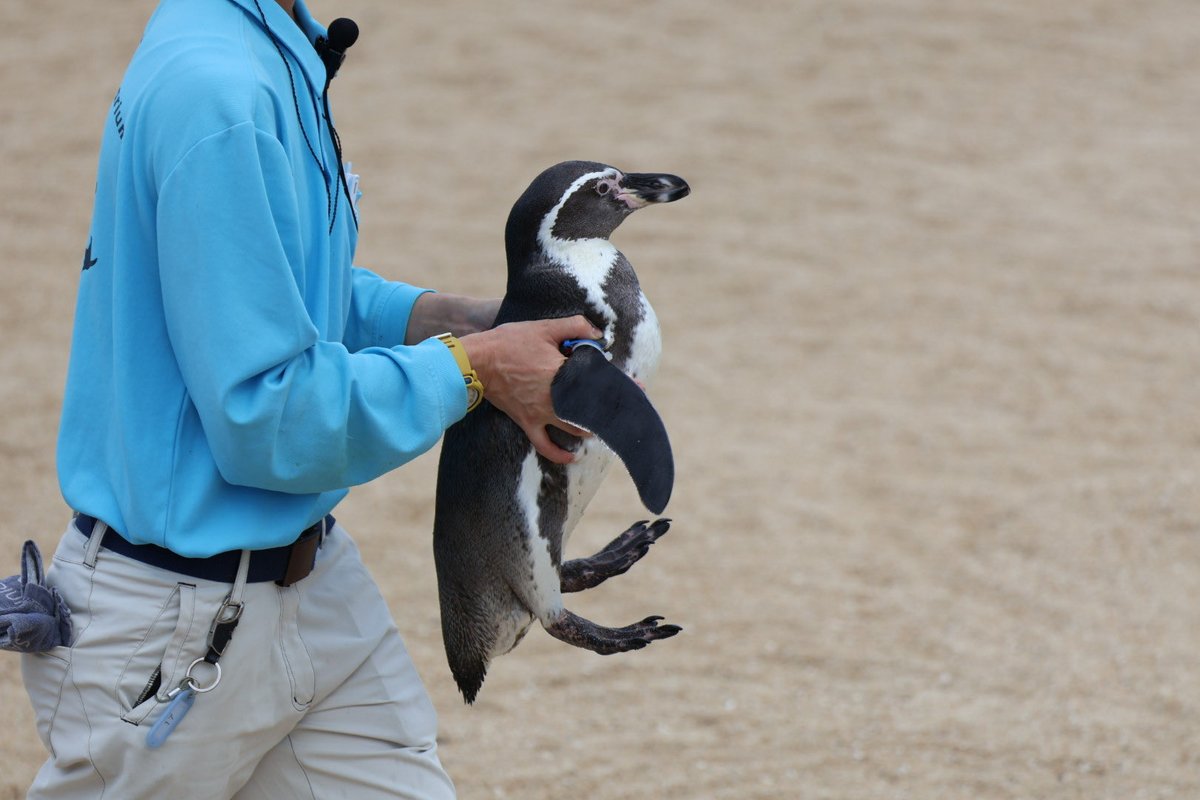 muroo_pg's tweet photo. ビーチ延長しすぎのため連行されるペン
 #長崎ペンギン水族館
 #フンボルトペンギン https://t.co/dh5ESnmxpk