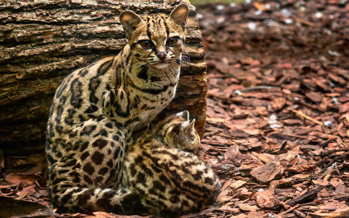 mammalsoftoday's tweet photo. a margay mother and her kitten

mothers usually have just one kitten at a time, making margays one of the slowest breeding small cats https://t.co/97RJCkeE9X