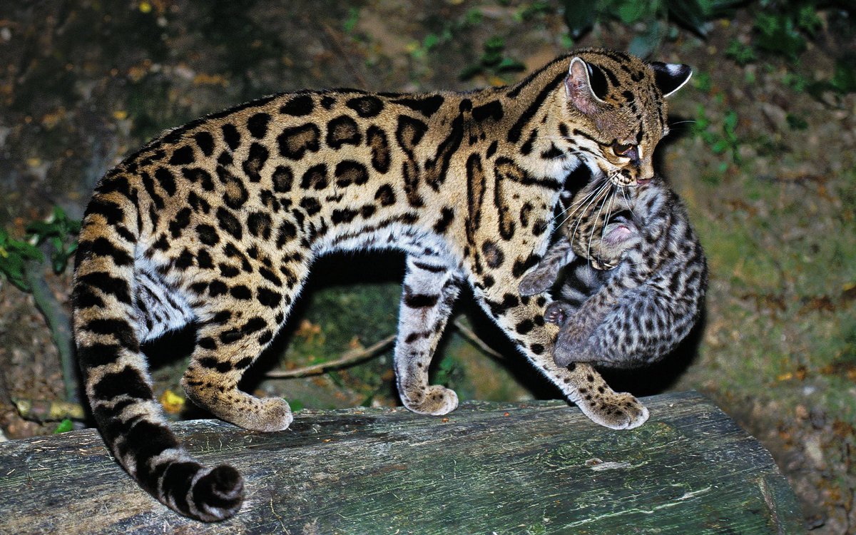 mammalsoftoday's tweet photo. a margay mother and her kitten

mothers usually have just one kitten at a time, making margays one of the slowest breeding small cats https://t.co/97RJCkeE9X