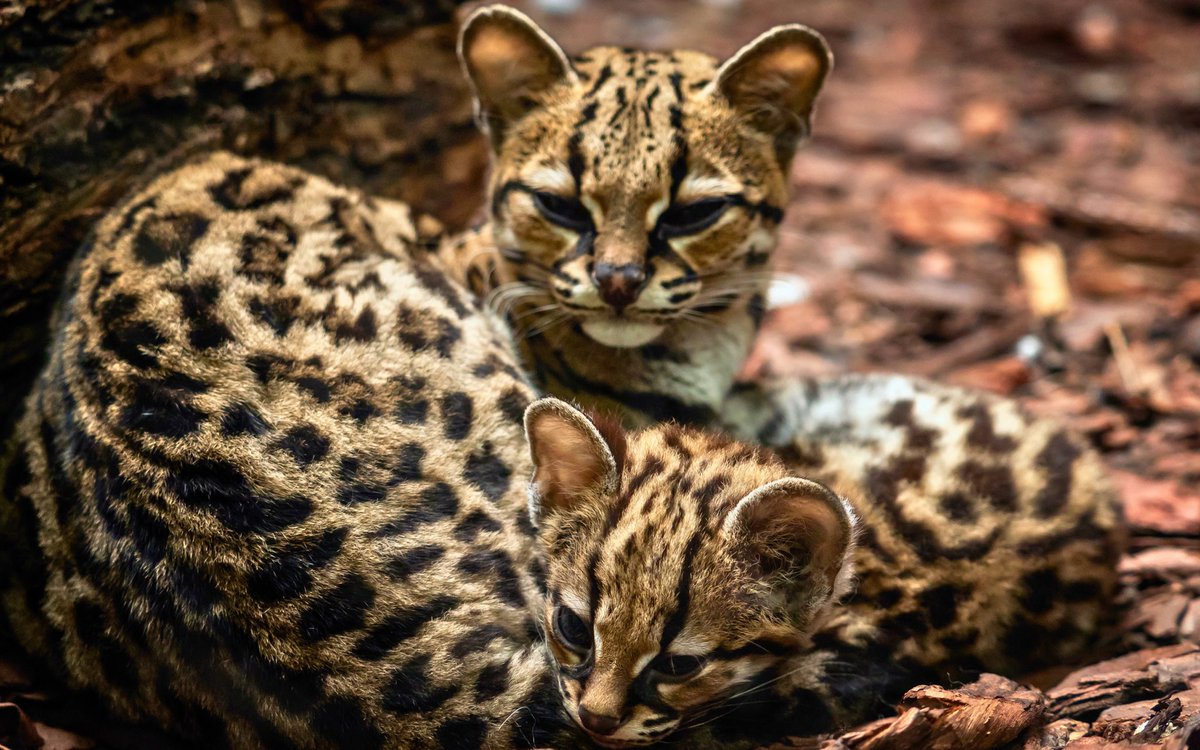 mammalsoftoday's tweet photo. a margay mother and her kitten

mothers usually have just one kitten at a time, making margays one of the slowest breeding small cats https://t.co/97RJCkeE9X