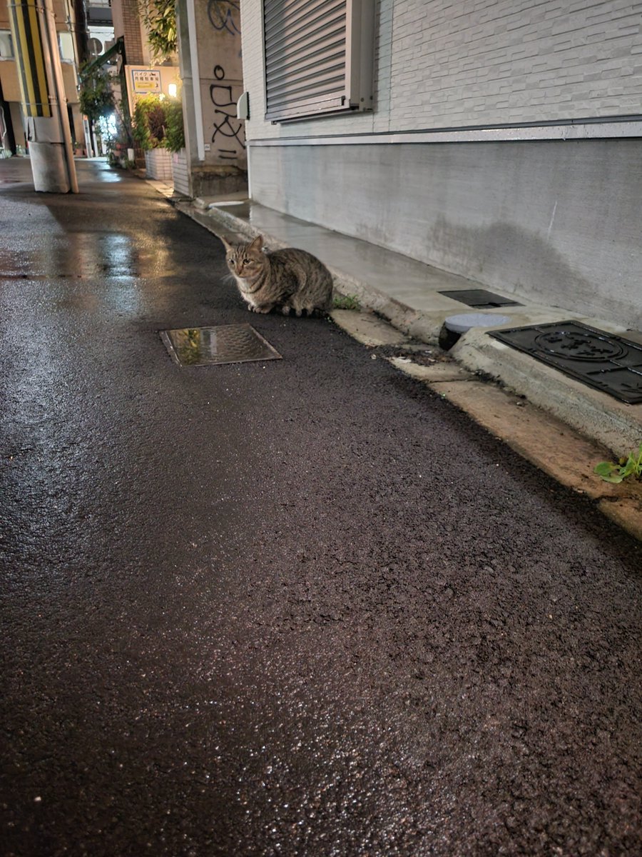 nyaon2014's tweet photo. 雨の中、今日も私を待ってました😭
私が進行性の難病なのと多頭飼いしているので飼ってあげれません…

誰か飼いたいなって思う方がいらっしゃいましたらどうかお声がけを下さい😭🙏

＃地域猫ご飯　＃猫カフェ猫音 https://t.co/qflcXP5iq5