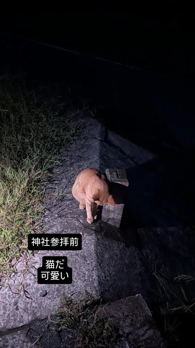 adbn_00's tweet photo. 神社参拝with野良猫のVlogです
(参拝は行けませんでした) https://t.co/JsQNTjb23E