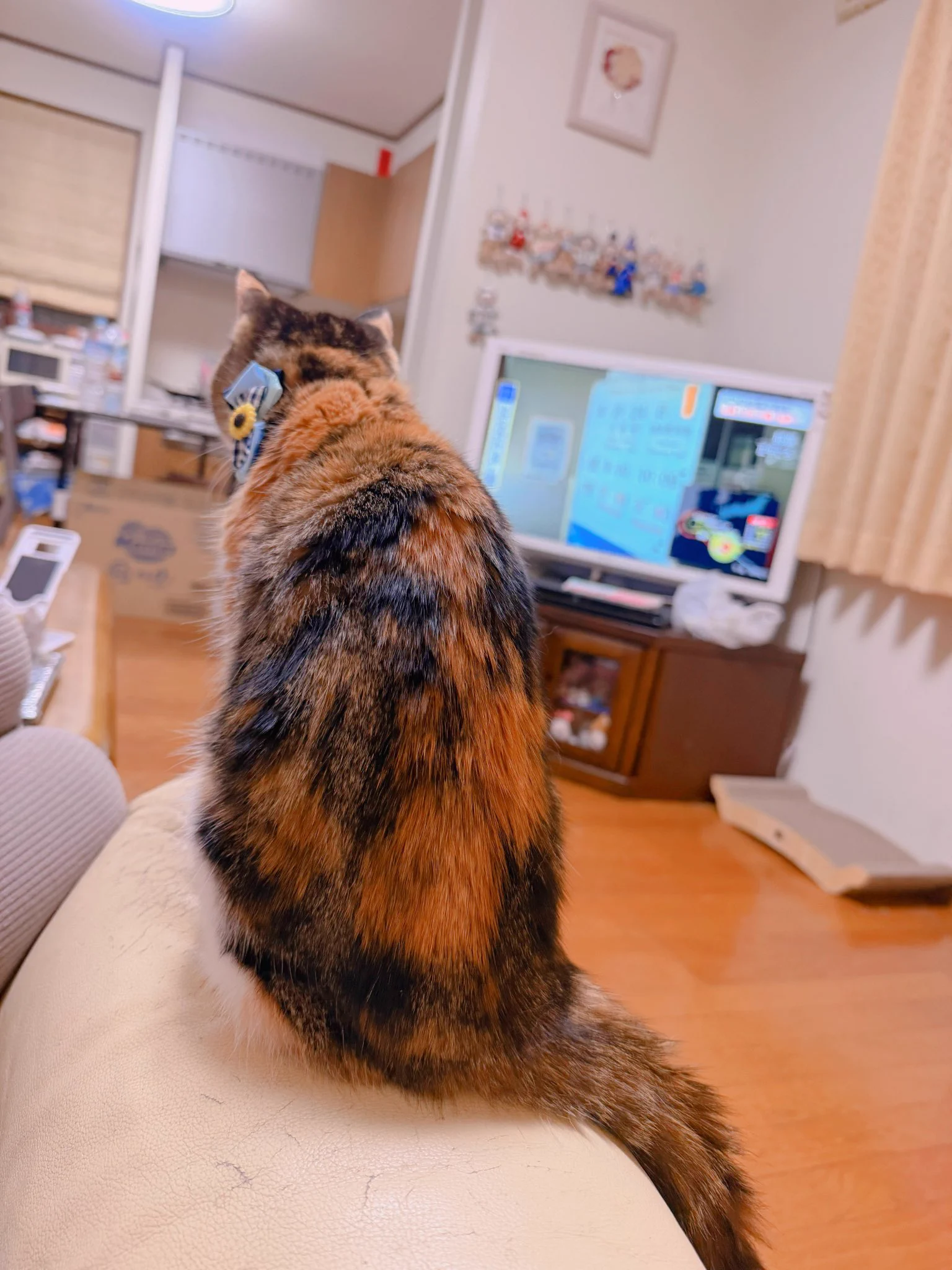 あけちゃんページ あめちゃん🐱 on X: 
