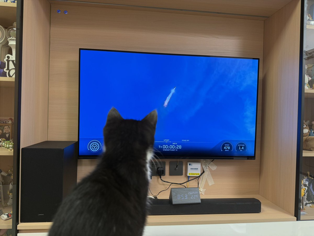 JohnLamhk's tweet photo. My cat is locked in on Starship Flight 14 like it’s the Super Bowl 🚀🐱
#Starship #SpaceX #StarshipFlight14 #CatsOfX #RocketLaunch #SpaceCat https://t.co/WXziR8Km3s