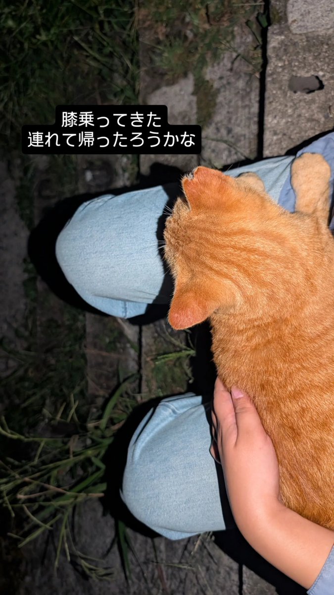 adbn_00's tweet photo. 神社参拝with野良猫のVlogです
(参拝は行けませんでした) https://t.co/JsQNTjb23E