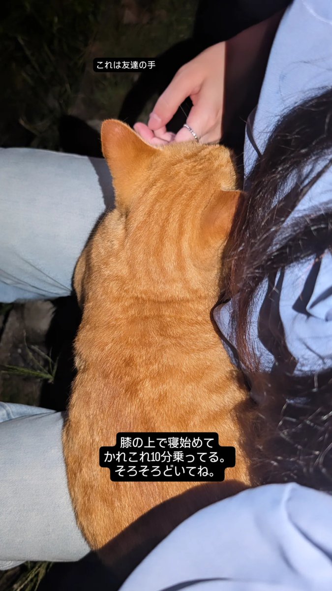 adbn_00's tweet photo. 神社参拝with野良猫のVlogです
(参拝は行けませんでした) https://t.co/JsQNTjb23E
