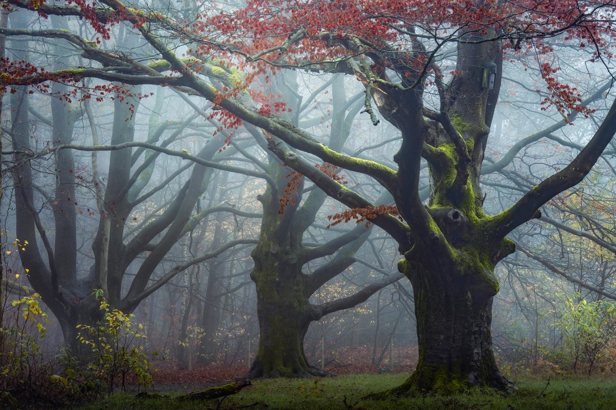 albertdrosphoto's tweet photo. The oranges of autumn https://t.co/mzoN76HhCB