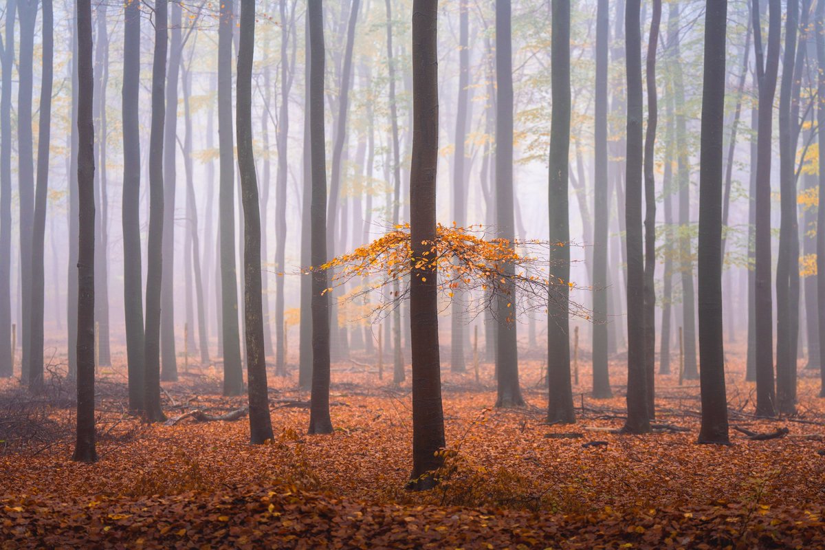 albertdrosphoto's tweet photo. The oranges of autumn https://t.co/mzoN76HhCB