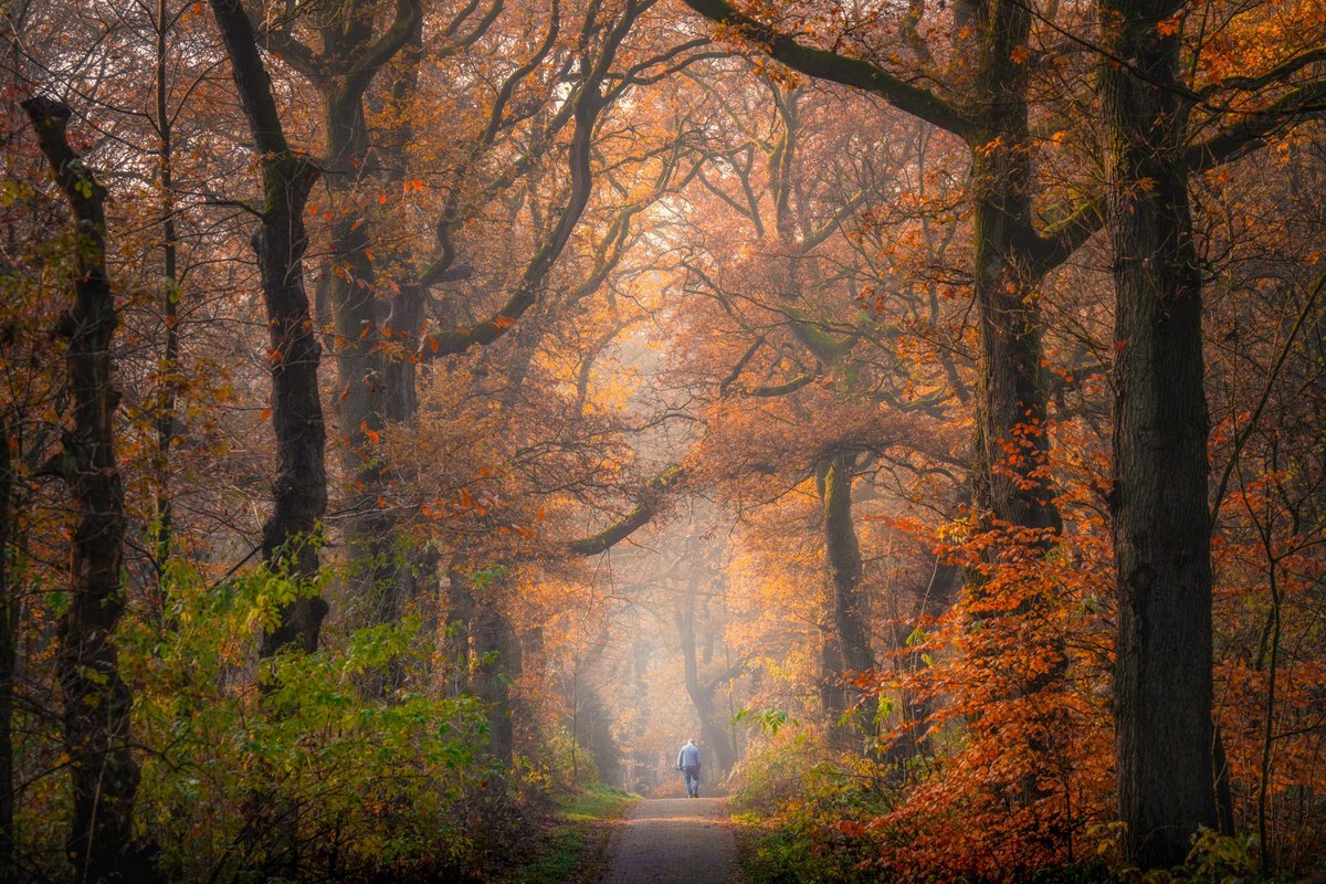 albertdrosphoto's tweet photo. The oranges of autumn https://t.co/mzoN76HhCB
