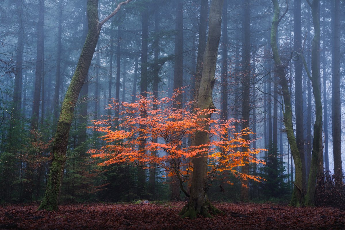albertdrosphoto's tweet photo. The oranges of autumn https://t.co/mzoN76HhCB