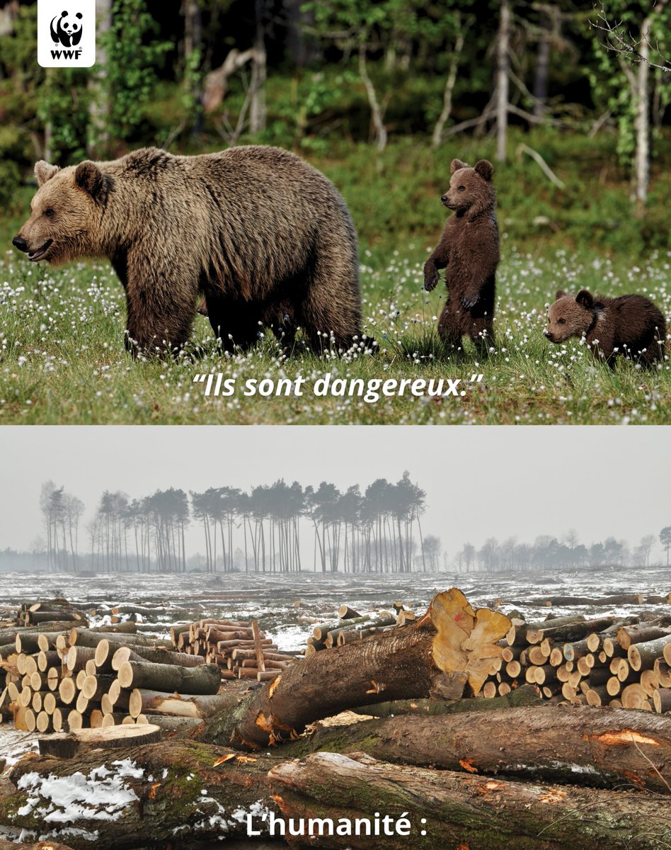 creapills's tweet photo. Le @WWFFrance a parlé. Et ça remet les idées en place. 🌍 https://t.co/JnR37ucuTx