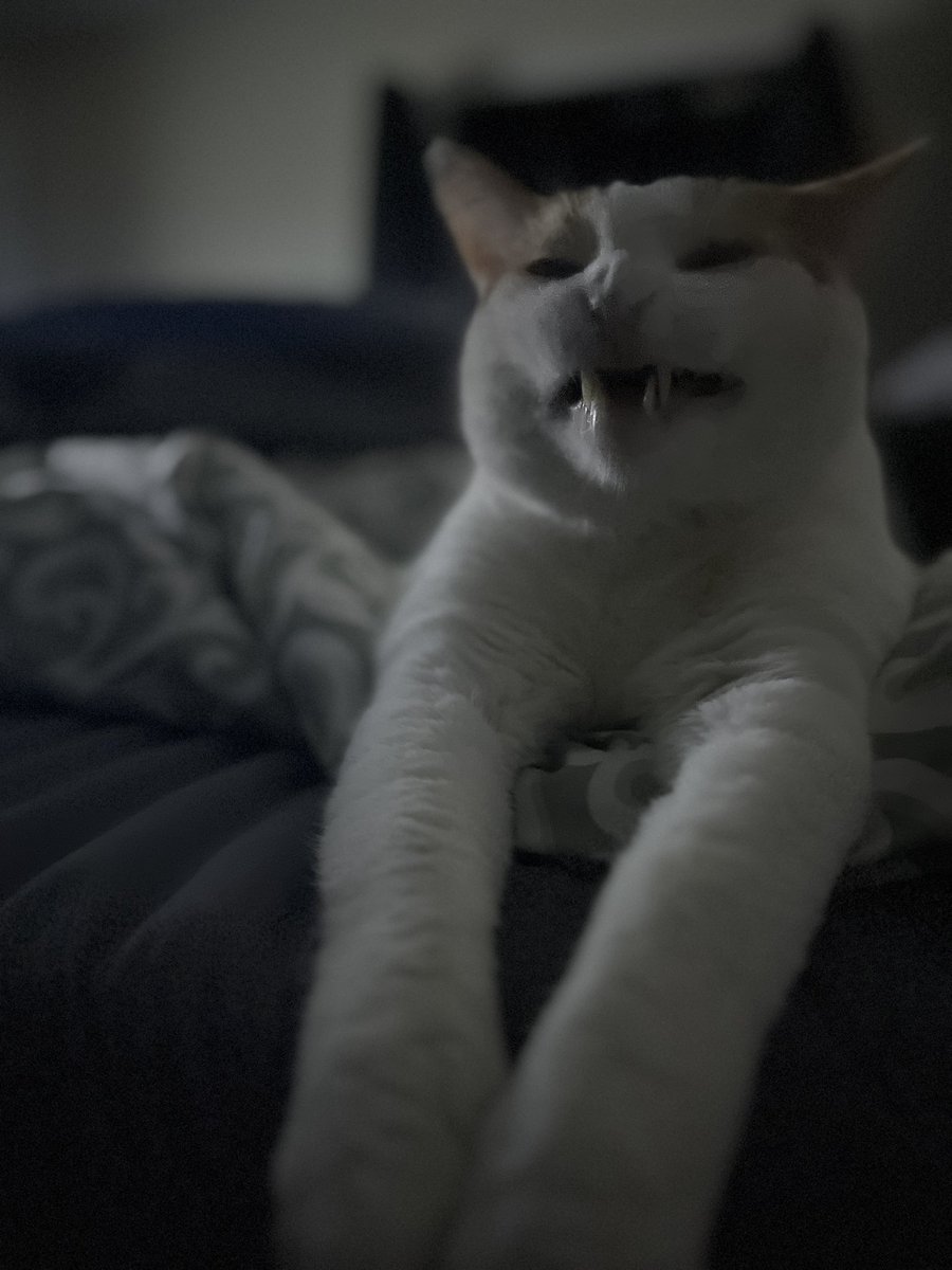 willzcatz's tweet photo. “he looks like he ate a lemon” my mom said https://t.co/FRqbhvex50