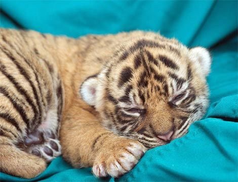 nerdyverz's tweet photo. the little baby https://t.co/0xLEPY1u7v