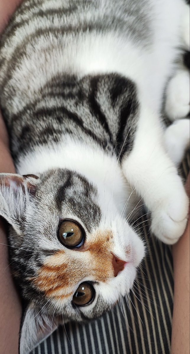 zt_oelo's tweet photo. お家で一緒に暮らしてる猫が2歳になりました㊗️
左の写真が5ヶ月くらいのときで右が昨日なんですがめっちゃ大きくなりましたね、、
母にだけ懐っこい猫になりました😇 https://t.co/r3ppLaq4eI