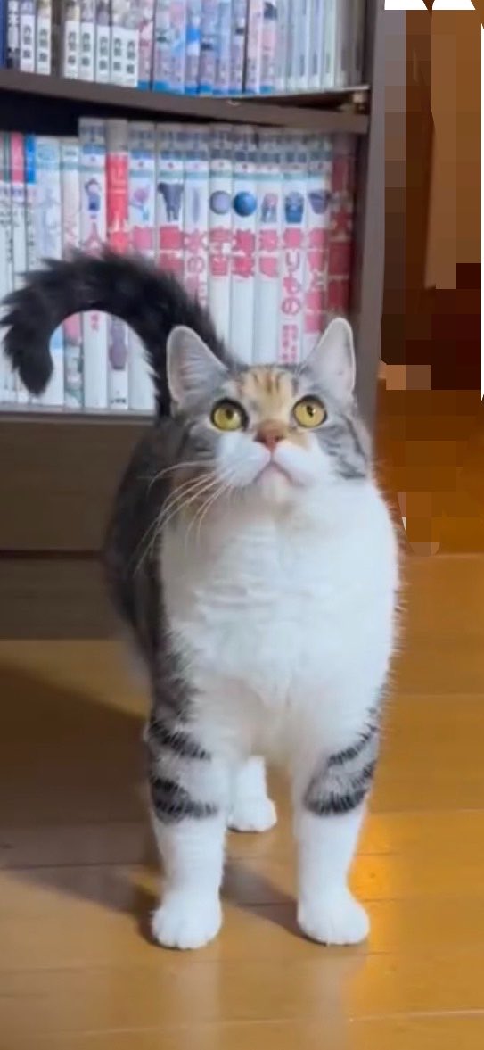 zt_oelo's tweet photo. お家で一緒に暮らしてる猫が2歳になりました㊗️
左の写真が5ヶ月くらいのときで右が昨日なんですがめっちゃ大きくなりましたね、、
母にだけ懐っこい猫になりました😇 https://t.co/r3ppLaq4eI