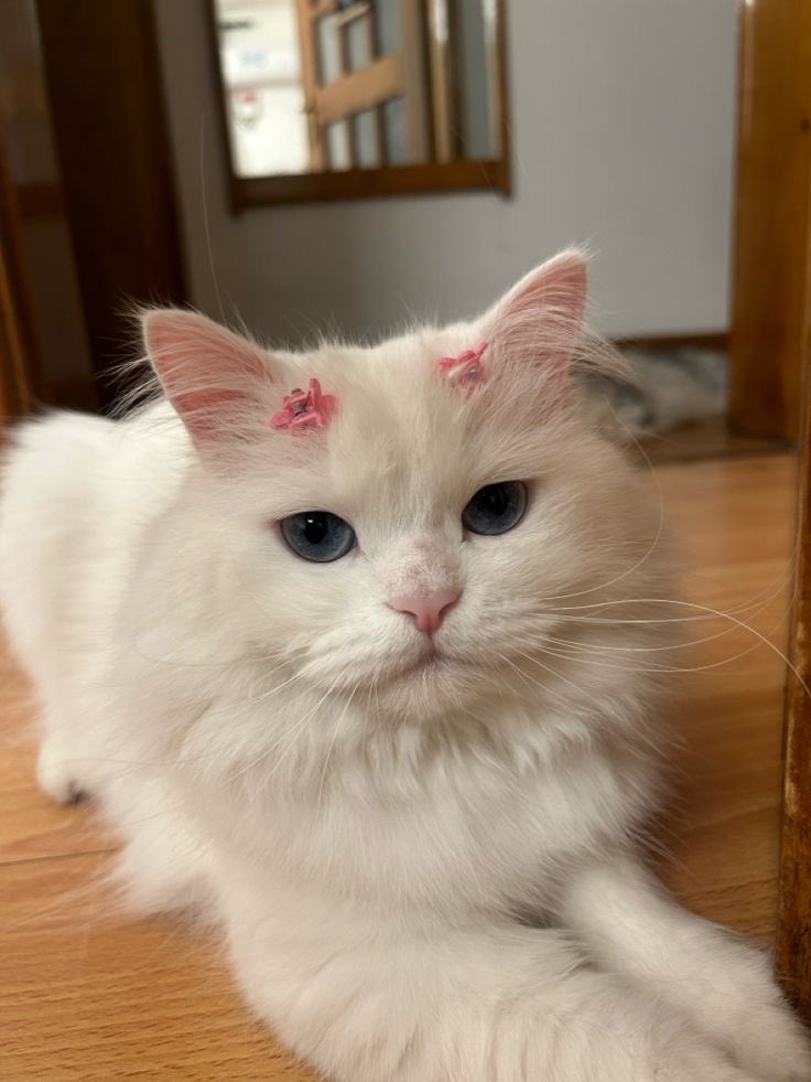 trevisscoitt's tweet photo. vejam quem voltou toda emperiquitada da pet 😁 https://t.co/zLWiRNz5sR