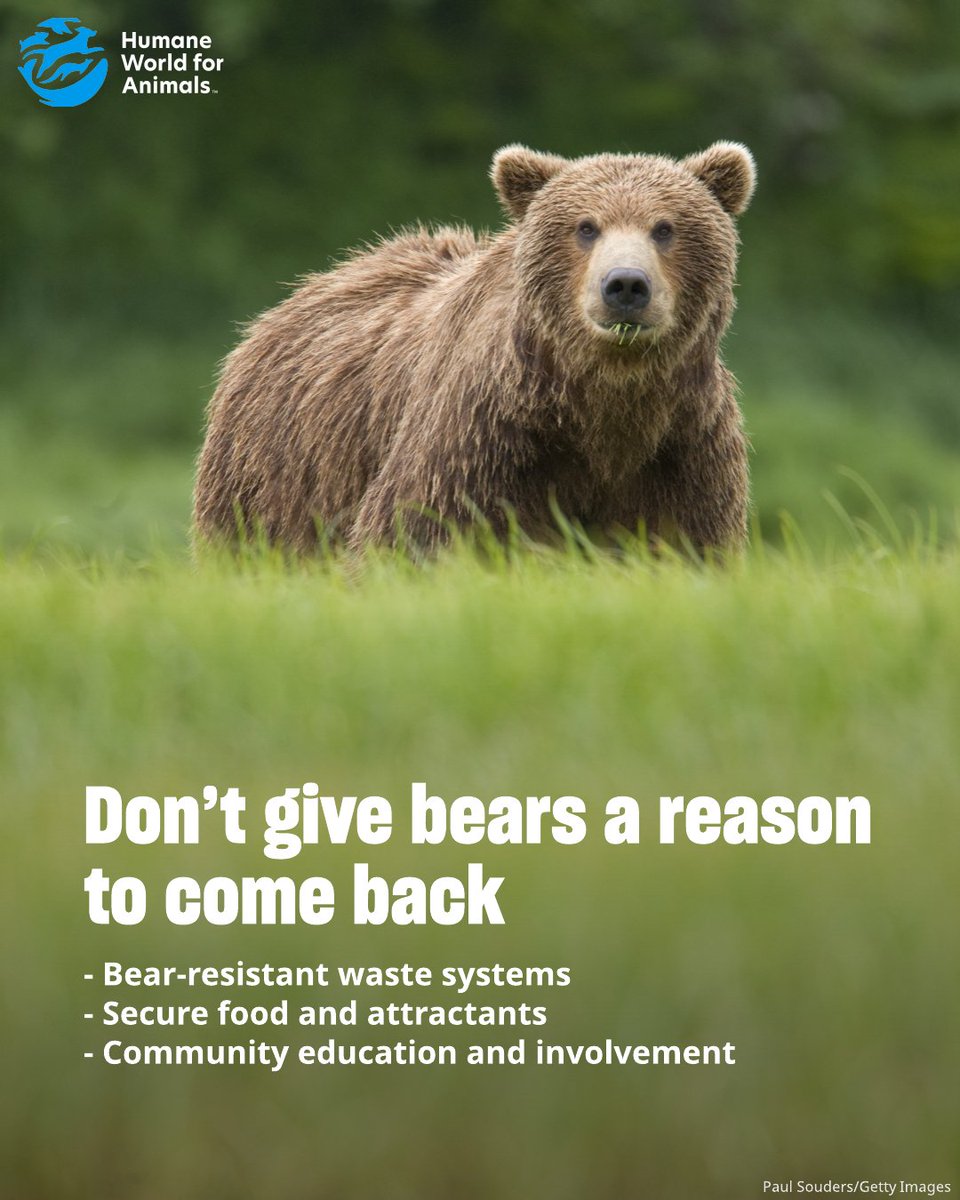humaneworldcan's tweet photo. Recent bear 🐻 encounters across Canada remind us that public safety and animal protection go hand in hand.

Investing in proven, humane solutions can help prevent conflicts and keep bears and people safe. https://t.co/KbTFVAFS2x