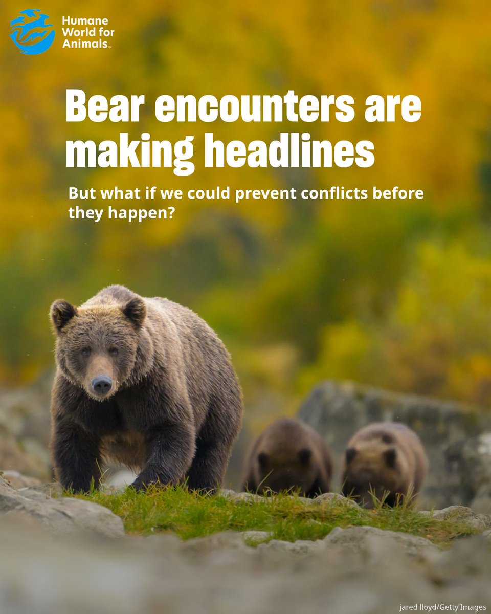 humaneworldcan's tweet photo. Recent bear 🐻 encounters across Canada remind us that public safety and animal protection go hand in hand.

Investing in proven, humane solutions can help prevent conflicts and keep bears and people safe. https://t.co/KbTFVAFS2x