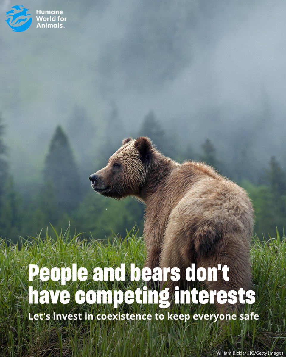 humaneworldcan's tweet photo. Recent bear 🐻 encounters across Canada remind us that public safety and animal protection go hand in hand.

Investing in proven, humane solutions can help prevent conflicts and keep bears and people safe. https://t.co/KbTFVAFS2x