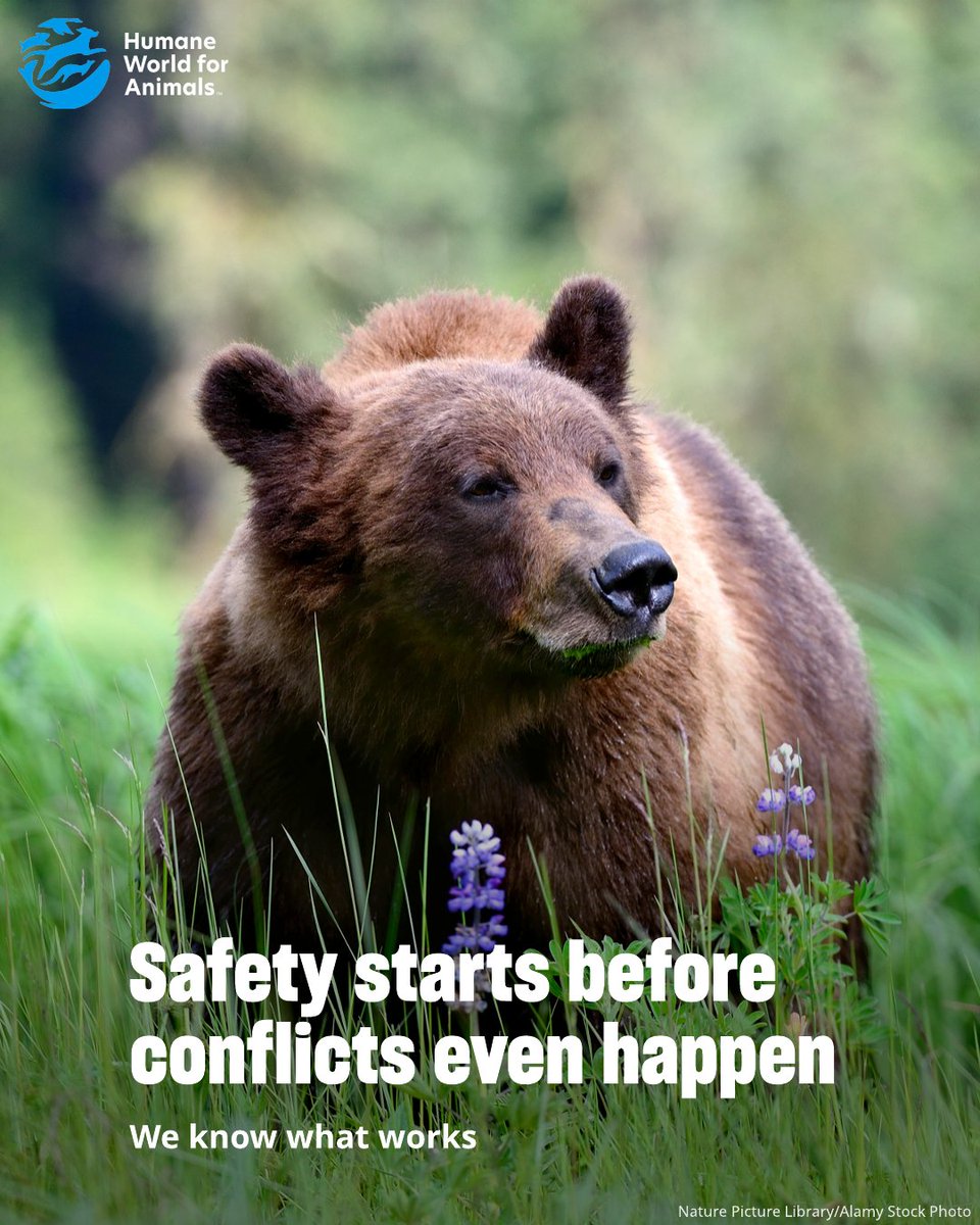 humaneworldcan's tweet photo. Recent bear 🐻 encounters across Canada remind us that public safety and animal protection go hand in hand.

Investing in proven, humane solutions can help prevent conflicts and keep bears and people safe. https://t.co/KbTFVAFS2x
