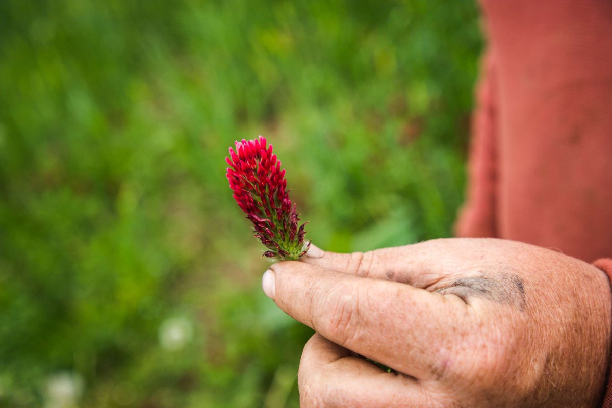 WVDeptofAg's tweet photo. FUN FARM FACT: Crimson clover is more than just a pretty pop of color in the field!
This annual legume is often planted as a wildflower, pollinator-friendly plant and cover crop, because it can fix nitrogen in the soil, crimson clover can also help improve soil health https://t.co/8V8VaiikDe