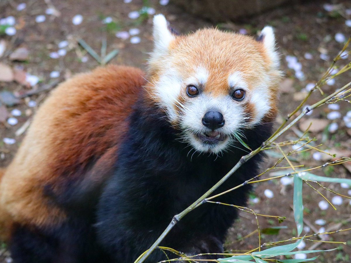 pom_lesser's tweet photo. ココロくん🐾
目が合っちゃった🤭
#ココロ
#レッサーパンダ
#redpanda
#lesserpanda
#레서팬더 https://t.co/gtXWTwWq6S