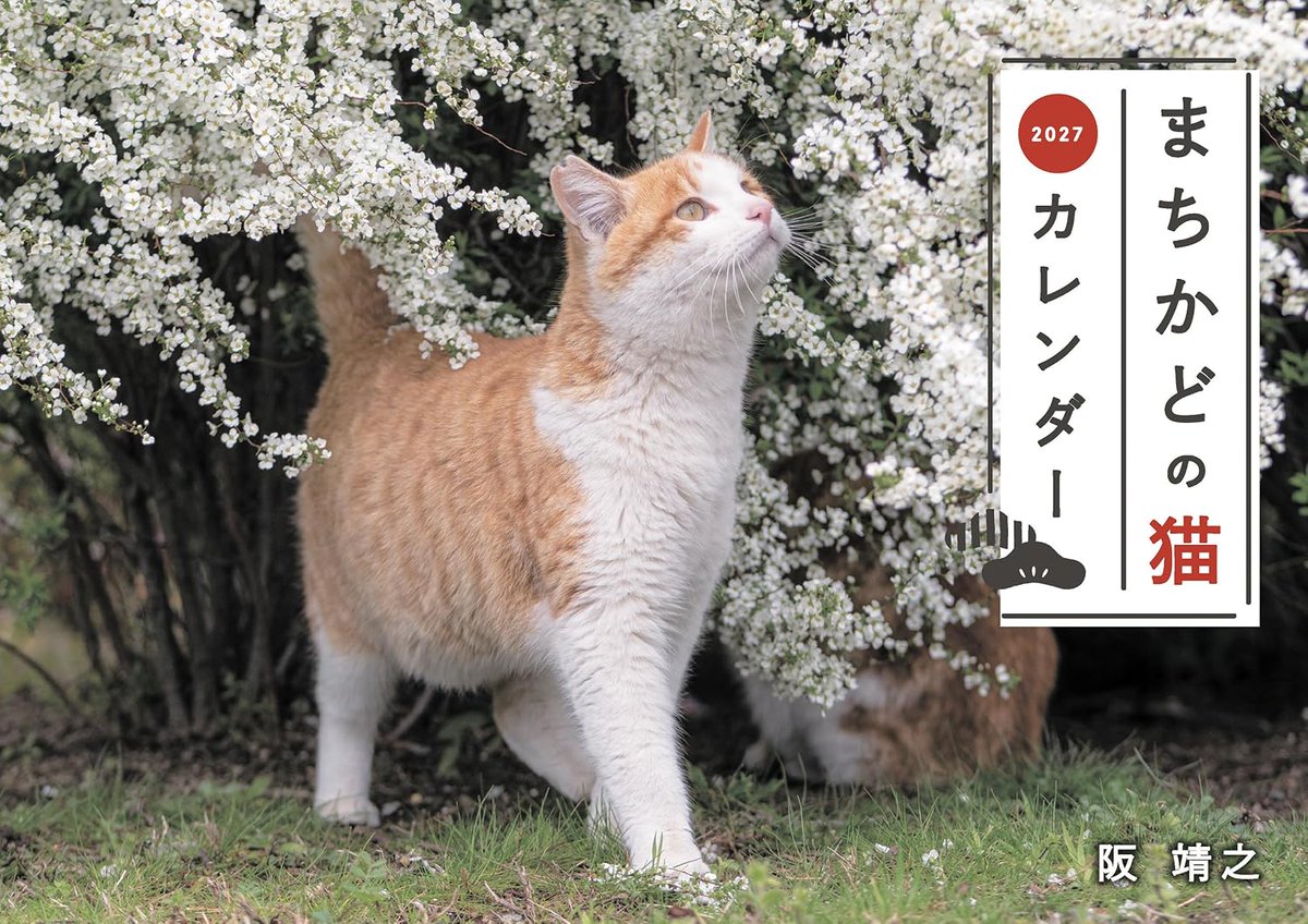 yasuyuki_saka's tweet photo. 早速Amazonでレビューしていただきありがとうございます🐱
「まちかどの猫カレンダー2027」現在発売中です！
https://t.co/vwS6FQ2Pb7 https://t.co/Lokq96irrn
