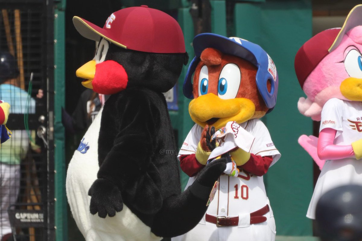my_bbmemory's tweet photo. ぴーちゃんたち、お仕事がんばっててえらい
#RakutenEagles https://t.co/AUcY30E6Ux