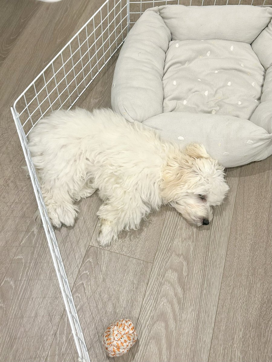 0pirune's tweet photo. すやぁ犬 https://t.co/KAhlxVkkfp