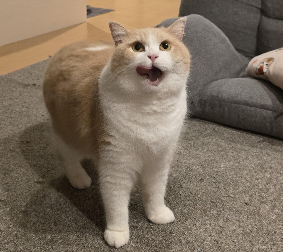 neko_muchamaru tweet picture