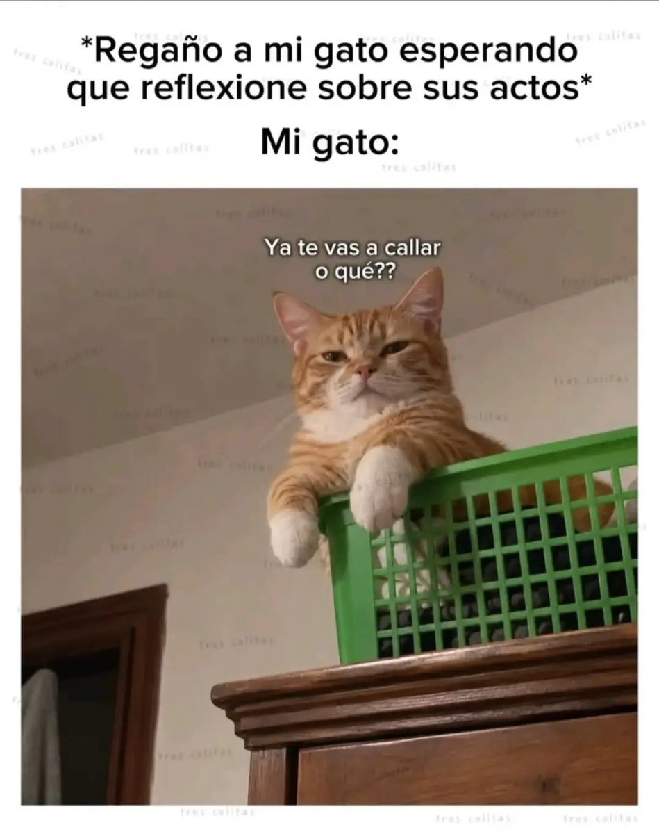 MyCatsYouCats's tweet photo. https://t.co/nUvXPEaSb7